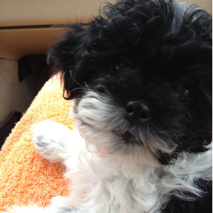 Carte 1re COME COME MARRIAGE-THEN COMES THE HONEYMOON !