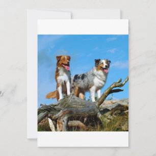 Carte 2 bergers australiens