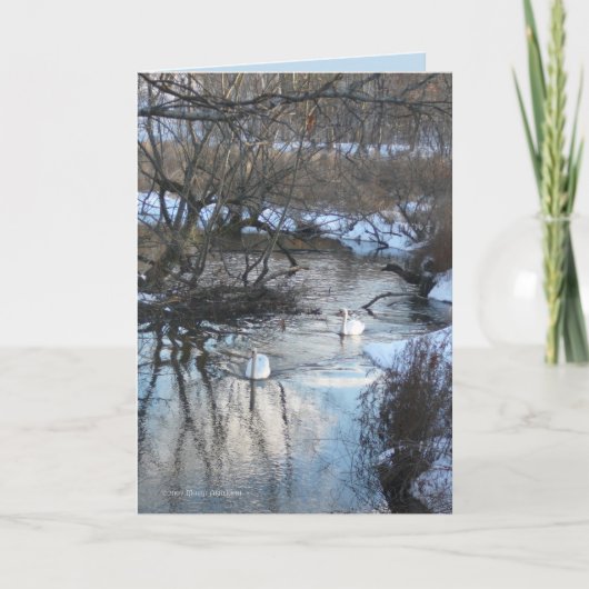 Carte 2 swans en hiver (Devant)