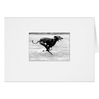 Carte 3 d'Azawakh par David Moore