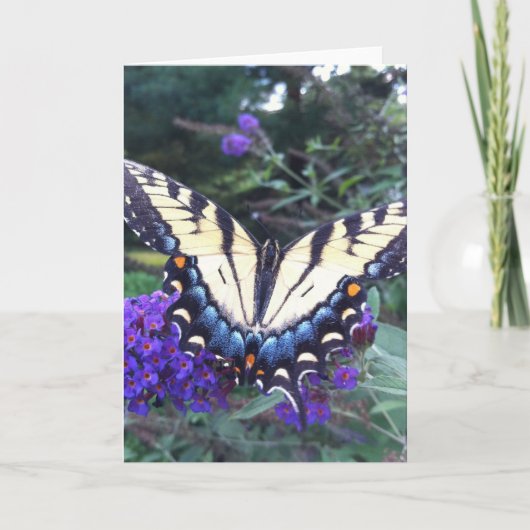 Carte 3 de papillon de machaon (Devant)