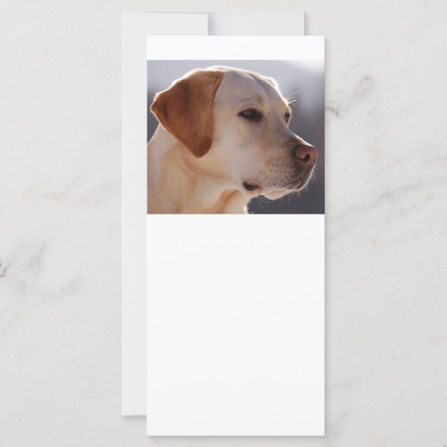 Carte 3 Labrador_Retriever (Devant)