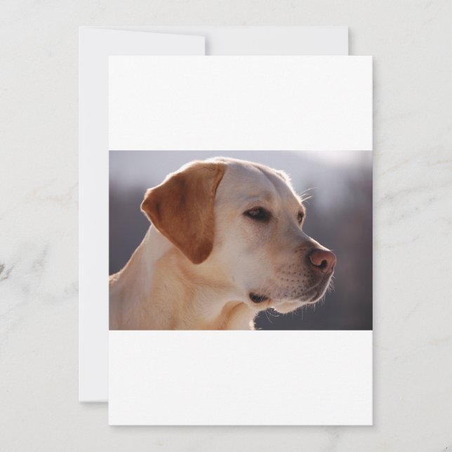 Carte 3 Labrador_Retriever (Devant)