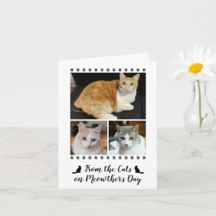 Carte 3 Script photo de chat chien animal de compagnie e