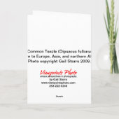 Carte 3 Teazles Card (Dos)