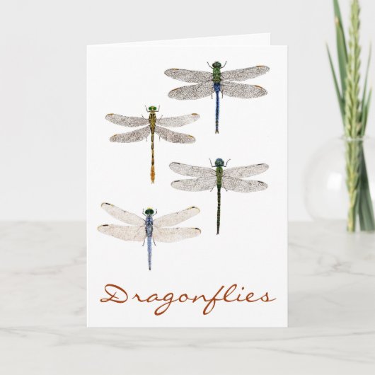 Carte 4 espèces de libellules (Devant)