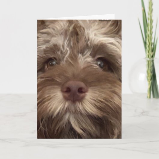 Carte *50e anniversaire HUMOUR de COCKAPOO" (Devant)