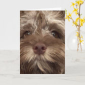 Carte *50e anniversaire HUMOUR de COCKAPOO" (Fleur jaune)