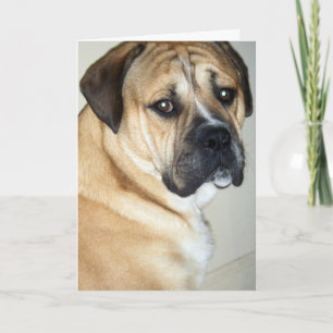 CARTE 50E MAIS TOUJOURS LE CHIEN EN HAUT