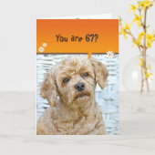Carte 67e anniversaire brun caniche en osier (Fleur jaune)