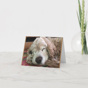 Carte *70e anniversaire* HA HA HA HA HA (HUMOUR CHIEN FU