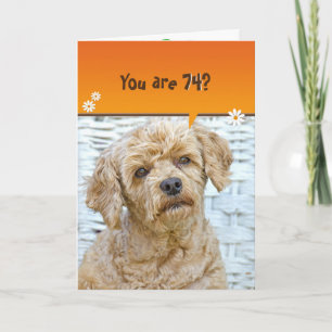 Carte 74e anniversaire brun caniche en osier