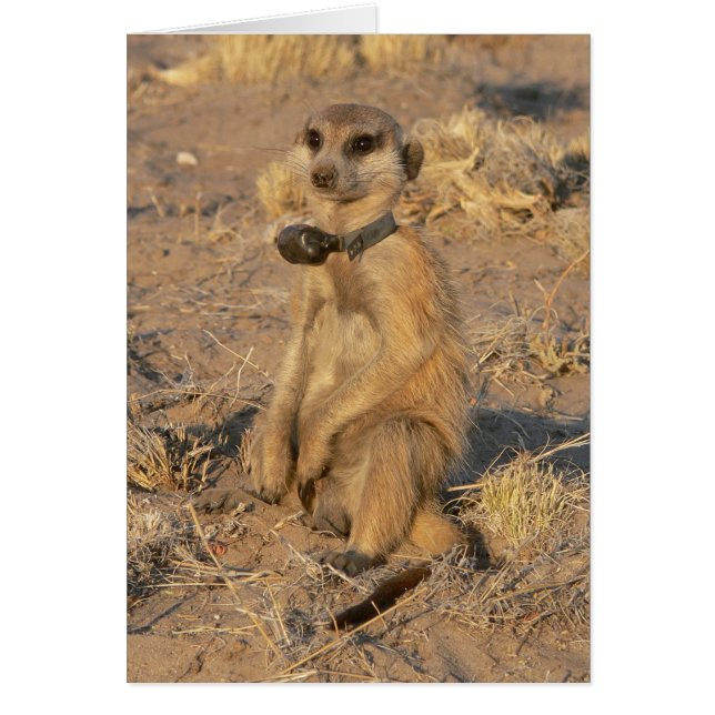 Carte 9 - Belvédère vif (Devant)