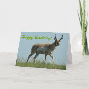 Carte A10 Pronghorn Antelope Walking Threw Wildflowers