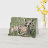 Carte A7 Baby Pronghorn Antelope (Fleur jaune)