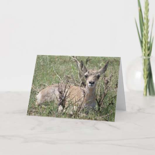 Carte A7 Baby Pronghorn Antelope (Devant)