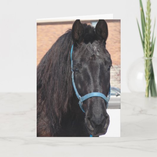 Carte A Black Beauty (Devant)
