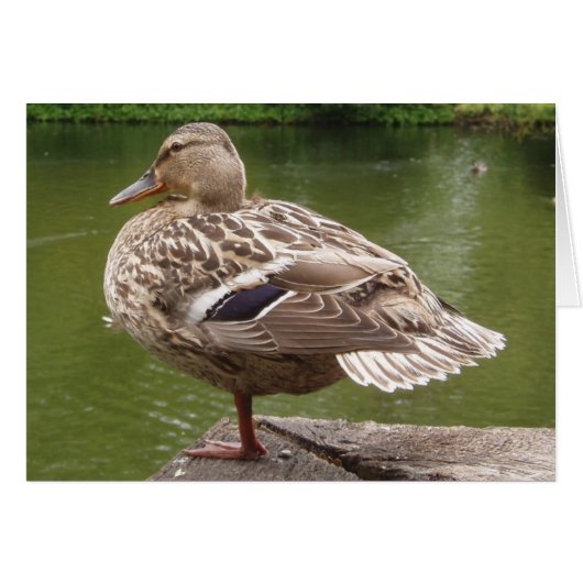 Carte à canard (Devant horizontal)