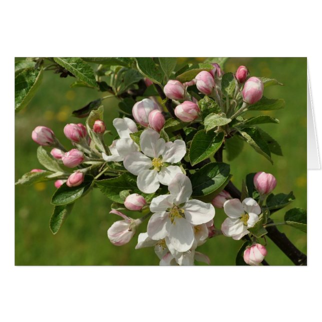 Carte à fleurs Apple (Devant horizontal)