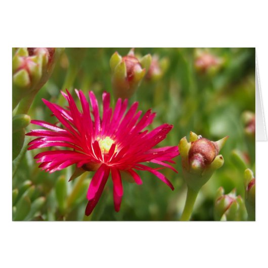 Carte à fleurs de glace rose (Devant horizontal)