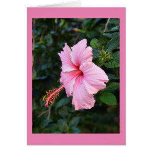 Carte à fleurs Hibiscus rose