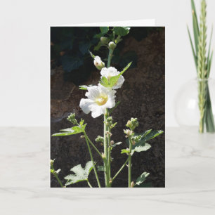 Carte à fleurs Hollyhocks