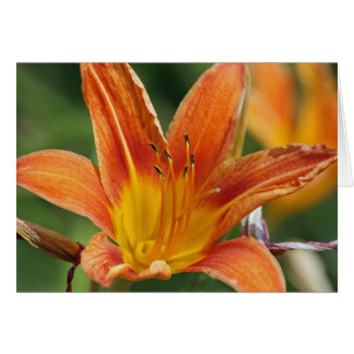 Carte à fleurs orange