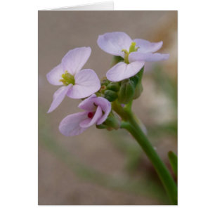 Carte à fleurs violettes
