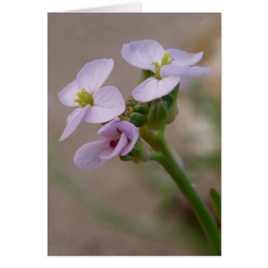 Carte à fleurs violettes (Devant)