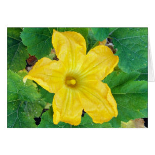 Carte à fleurs Zucchini