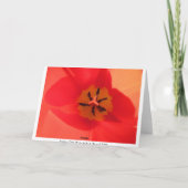 Carte À l'intérieur d'une tulipe (Dos)