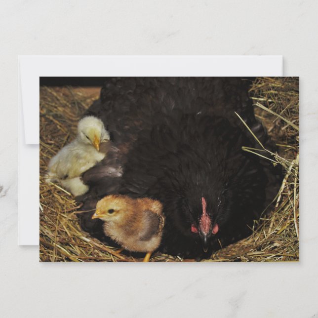 Carte A Mama and Her Chicks (Devant)