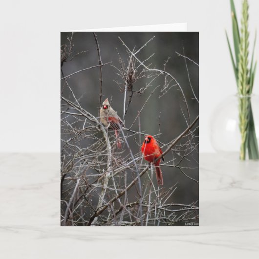 Carte A Pair of Robins (Devant)