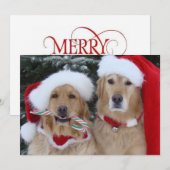 Carte à plat de Noël Golden Retrivers (Devant / Derrière)
