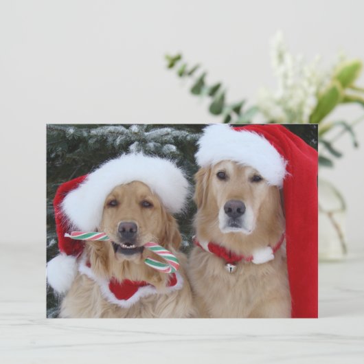 Carte à plat de Noël Golden Retrivers (Debout devant)