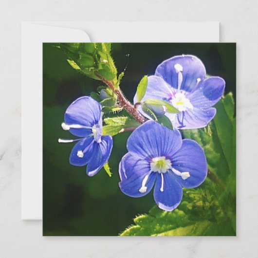Carte à plat Trois Fleurs Bleues (Devant)