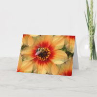 Abee sur Dahlia