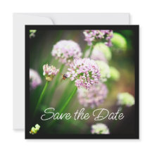 Abeille heureuse avec des fleurs d'Allium diagonal