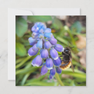 Carte Abeille sur Muscari Armeniacum, Grape Hyacinth