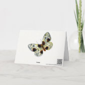 Carte Abraxas sylvata - La papillon de papillon (Dos)