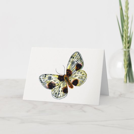 Carte Abraxas sylvata - La papillon de papillon (Devant)