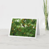 Carte Abricot sur l'arbre en gros plan (Devant)