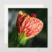 Carte Abutilon Biltmore Ballgown (Devant / Derrière)