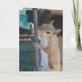 Carte Accrochez-vous là, Écureuil accroché à la mangeoir (Dos)