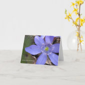Carte Acutiloba d'anémone, hepatica pointu-lobé (Fleur jaune)