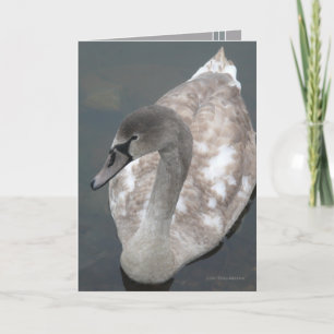 Carte Adolescent Beauty