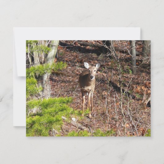 Carte Adorable Cerf dans les Bois Photographie de la nat (Devant)