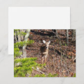 Carte Adorable Cerf dans les Bois Photographie de la nat (Devant / Derrière)