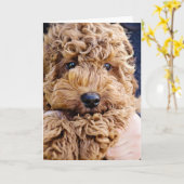 Carte Adorable cockerpoo greeting card (Fleur jaune)