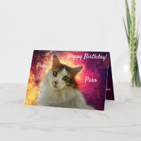Adorable Cute Calico Cat